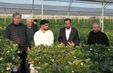 Yayladağı çileği serada 12 ay boyunca üretilebilecek