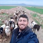 Mardin'de çobanın öldürüldüğü silahlı saldırıya ilişkin 5 tutuklama