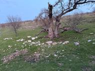 Gizli tanığın ifadesi sonrası Gülistan Doku, 18 noktada 40 kilometrelik alanda arandı