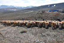 Yağışlar meraları canlandırdı