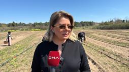 Kadın girişimci ilaç ve suni gübre kullanmadan kuşkonmaz üretiyor