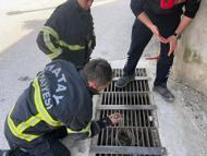 Hatay'da mazgala düşen civciv kurtarıldı