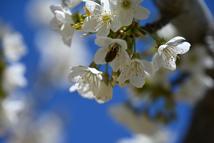 Coğrafi tescilli Demirci kirazında hedef 20 bin ton rekolte