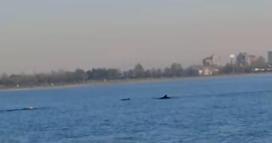 Küçükçekmece Sahili'nde yunuslar görüntülendi