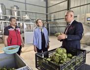 Hatay’da enginar hasadı geç başladı, 250 bin enginar elde edilmesi hedefleniyor