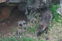 Siirt’te yaban domuzu ve yavruları görüntülendi