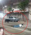 3 kişiyi yaralayan yaban domuzu sürücüler kornaya basınca daha çok saldırganlaşmış