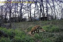 Üniversite yerleşkesinde yaban hayatı foto kapanlarla görüntüleniyor