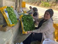 Alaşehir'de asma yaprağı üreticiye can suyu oldu