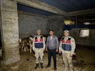Kilis’te kayıp olan büyükbaş hayvanlar bulundu