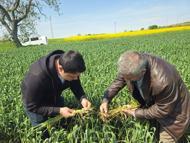 Edirne’de buğdayda pas ve septorya hastalığı belirtileri görüldü