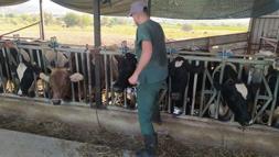 Aydın’da şap hastalığı: 17 mahallede karantina tedbirleri alındı