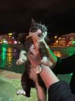 Yeşilırmak kıyısında mahsur kalan kedi kurtarıldı