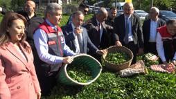 Artvin'de çay hasadı başladı