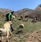 Dronla bozayıları sürüden uzaklaştırdı
