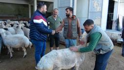 Kilis'te kurbanlık pazarlarında hareketlilik son günlere kaldı