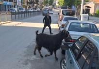 Sahibinin elinden kaçan kurbanlık keçi, uzun uğraşlar sonucu yakalandı