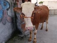 Kurbanlık boğa 6 katlı binanın terasında kesildi