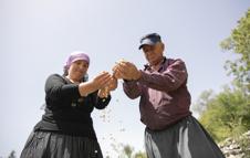 Atalık tohumlar gelecek nesillere aktarılıyor