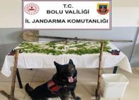 Kenevir eken şüpheli tutuklandı