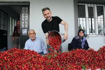 Türkiye'de kiraz mevsimi; Avrupa'ya ihracat başladı