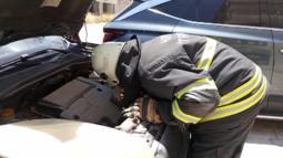 Aracın motoruna sıkışan kedi kurtarıldı