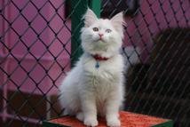 Van Kedi Villası'nda ilk dönem doğumlarda 100 yavru, bayramda 50 bin ziyaretçi