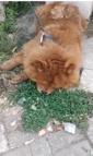 Köpeğin eziyet sonucu öldüğü iddiasına ilişkin 1 gözaltı