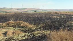 Tekirdağ'da 60 dönüm buğday ve kanola ekili alan yangında zarar gördü