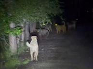 Kızılcahamam’da başıboş köpeklerin, ayılarla karşı karşıya geldiği anlar kamerada