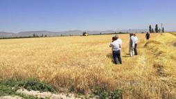 Yeşilhisar’da ilk arpa hasadı yapıldı