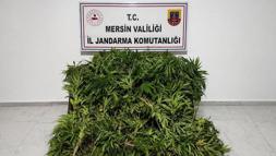 Mersin’de yasadışı kenevir operasyonu