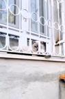 Patisi korkuluklara sıkışan kediyi itfaiye kurtardı