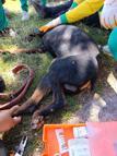 Ayağına demir saplanan köpek kurtarıldı