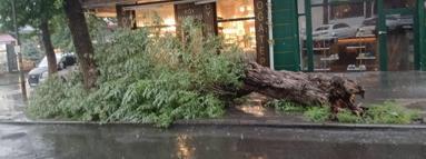 Kars’ta sağanak ve fırtına; yollar göle döndü, ağaç devrildi