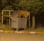 Yiyecek arayan ayı ve yavrusu görüntülendi