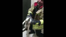 Asansör boşluğuna düşen kedi kurtarıldı
