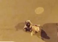 Iğdır’da kadınlar saç saça kavga etti