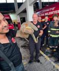 Yalova'ya feribotla gelen otomobilde yılan çıktı; o anlar kamerada