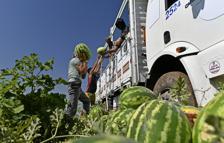 Hasadı süren Diyarbakır karpuzu, Türkiye'nin dört bir yanına gönderiliyor