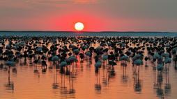 Bakan Kurum'dan 'Flamingo' paylaşımı