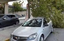 Avcılar'da fırtına nedeniyle ağaçlar devrildi, çatılardan parçalar uçtu