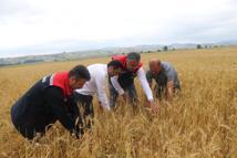 Samsun'da dolu afetinde 40 bin dekar tarım arazisi hasar gördü