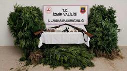 İzmir'de ormanda kenevir yetiştiren şüpheli tutuklandı