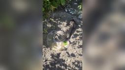 Mikserden dökülen betonda mahsur kalan yavru köpeği itfaiye kurtardı