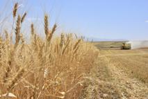 Bitlis'te buğdayda verim üreticiyi sevindirdi / Ek fotoğraflar