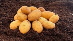 Yerli ve milli patates çeşidi NİĞŞAH’ta mini yumru hasadı