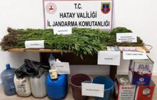 Dörtyol'da 144 kök Hint keneviri ele geçirildi, 1 kişi tutuklandı