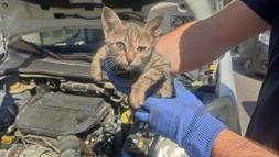 Edirne’de otomobilin motoruna giren yavru kedi kurtarıldı
