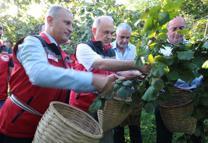 Ordu’da fındık hasat sezonu başladı